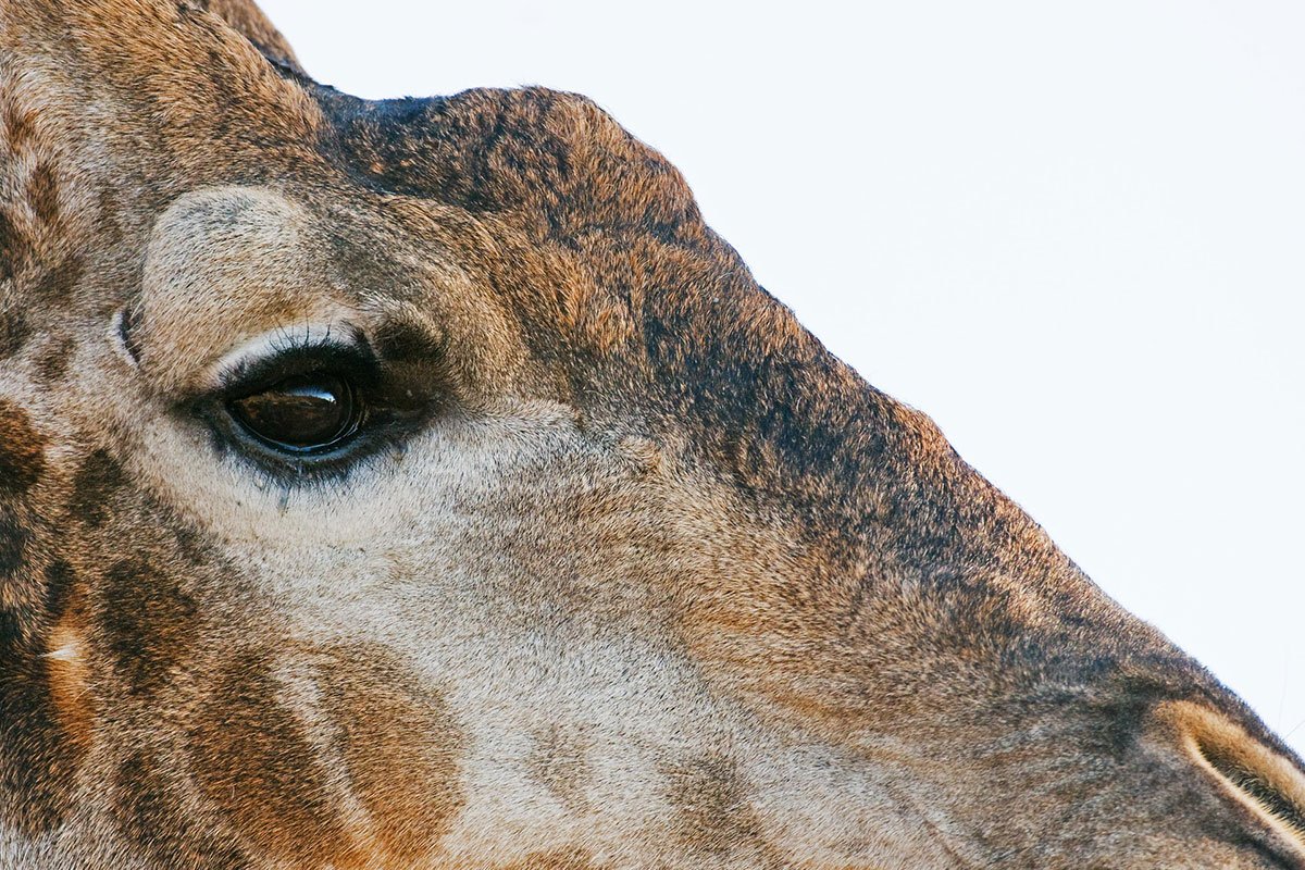 Botswana-Adventure-Overland
