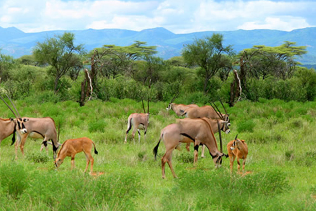 Da-Tarangire-a-Masai-Mara