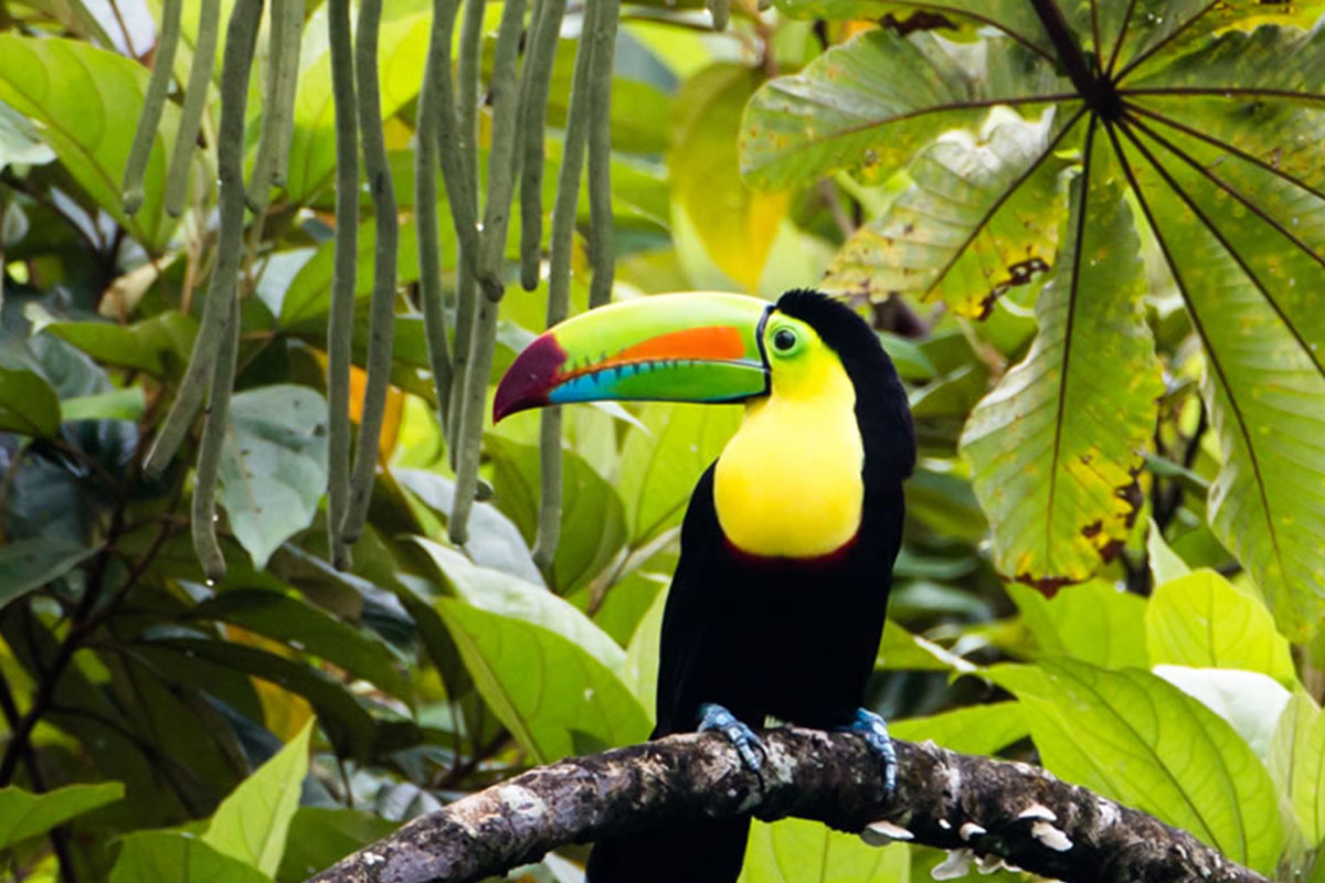 Tortuguero,-Arenal,-Monteverde-e-Guanacaste