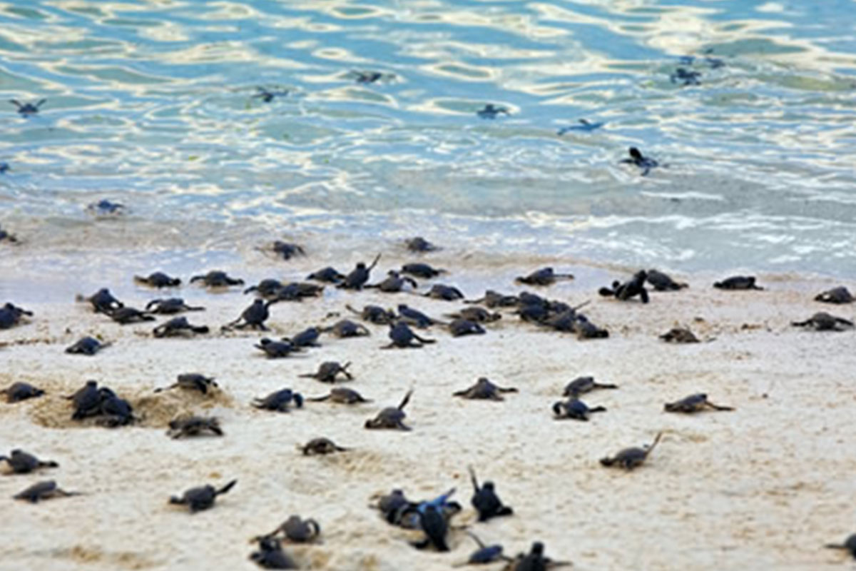 Tortuguero,-Caribe,-Arenal,-Monteverde-e-Guanacaste
